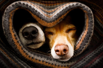 Dog Noses Sleeping In Blanket Closeup Cute Funny Animal Face Portrait Photo Cool Huge Large Giant Poster Art 36x54