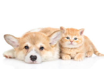 Pembroke Welsh Corgi Puppy With Kitten Cat Dog Friends Closeup Cute Funny Animal Face Portrait Photo Stretched Canvas Art Wall Decor 16x24