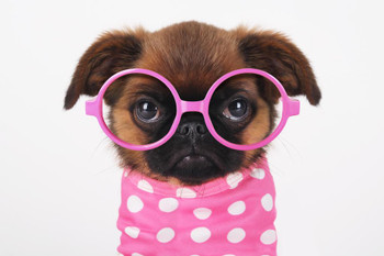 Laminated Funny Cute Puppy in Hot Pink Sunglasses Puppy Posters For Wall Funny Dog Wall Art Dog Wall Decor Puppy Posters For Kids Bedroom Animal Wall Poster Cute Animal Poster Dry Erase Sign 24x16