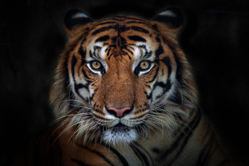 Laminated Sumatran Tiger Close Up Face Portrait Panthera Tigris Sumatrae Wild Animal Big Cat Photo Poster Dry Erase Sign 16x24