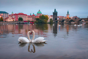 Two Swans Forming Shape Of Heart Photo Photograph Bird Pictures Wall Decor Beautiful Art Wall Decor Feather Prints Wall Art Nature Wildlife Animal Bird Prints Cool Wall Decor Art Print Poster 36x24