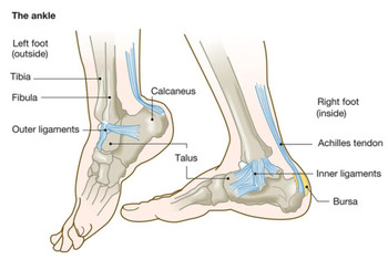 Ankle Foot Human Anatomy Medical Illustration Scientific Educational Doctors Diagram Chart Cool Wall Decor Art Print Poster 16x24