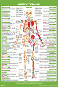 Muscle Attachment Anatomy Chart Human Body Anterior Skeleton Nursing Student Essentials Muscular Joint Medical Classroom Science Class Biology Educational Cool Wall Decor Art Print Poster 24x36