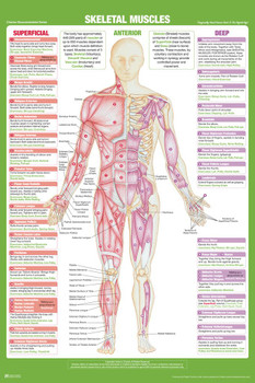 Skeletal Muscle Anterior Anatomy Chart Human Body Skeleton Nursing Student Essentials Medical Classroom Diagram Scientific Science Class Biology Gym Educational Cool Wall Decor Art Print Poster 16x24