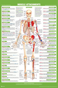 Muscle Attachment Anatomy Chart Human Body Anterior Skeleton Nursing Student Essentials Muscular Joint Medical Classroom Science Class Biology Educational Cool Huge Large Giant Poster Art 36x54