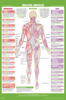 Skeletal Muscle Anatomy Posterior Poster Nursing School Essentials Medical Students Supplies Science Classroom Human Body Skeleton Educational Chart Paper Cool Wall Decor Art Print Poster 24x36