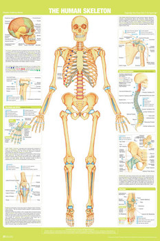 Human Skeleton Anterior Anatomy Chart Body Skeletal Muscle System Bone Spine Medical Classroom Nursing Student Essentials Science Class Biology Educational Cool Wall Decor Art Print Poster 16x24