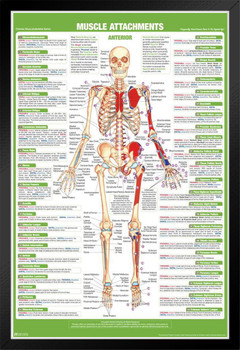 Muscle Attachment Anatomy Chart Human Body Anterior Skeleton Nursing Student Essentials Muscular Joint Medical Classroom Science Class Biology Educational Black Wood Framed Art Poster 14x20