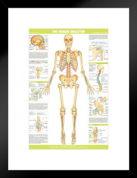 Human Skeleton Anterior Anatomy Chart Body Skeletal Muscle System Bone Spine Medical Classroom Nursing Student Essentials Science Class Biology Educational Matted Framed Art Wall Decor 20x26