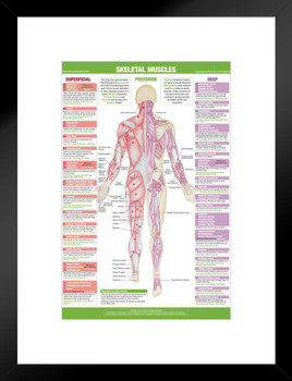 Skeletal Muscle Anatomy Posterior Poster Nursing School Essentials Medical Students Supplies Science Classroom Human Body Skeleton Educational Chart Paper Matted Framed Art Wall Decor 20x26