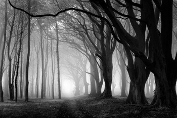 Laminated Creepy Forest Black And White Photo Photograph Spooky Scary Halloween Decorations Poster Dry Erase Sign 36x24