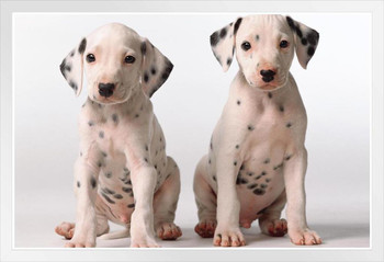 Two Cute Dalmatian Puppies Look Questioningly Photo Photograph White Wood Framed Poster 20x14