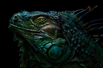 Iguana Reptile Face Portrait Artistic Iguana Poster Reptile Print Lizard Poster Reptile Scales Biology Wildlife Nature Art Print Large Lizard Picture of Iguana Cool Wall Decor Art Print Poster 24x36