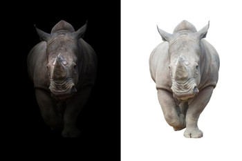Laminated Rhinoceros Rhino Split Dark White Background Photo Rhinoceros Decor Rhino  For Wall White Rhino  Endangered Animal Wall Art Africa Wildlife Print Poster Dry Erase Wall Art 24x36 Laminated Rhinoceros Rhino Split Dark White Background Photo Rhinoceros Decor Rhino  For Wall White Rhino  Endangered Animal Wall Art Africa Wildlife Print Poster Dry Erase Wall Art 24x36