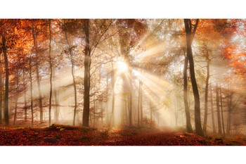 Laminated Rays Of Sunlight Trees In Misty Autumn Forest Photo Poster Dry Erase Sign 24x36