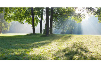 Laminated Early Morning Sunrise Trees In The Park Poster Dry Erase Wall Art 36x24 Laminated Early Morning Sunrise Trees In The Park Poster Dry Erase Wall Art 36x24