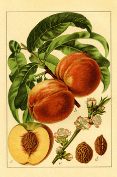 Laminated Peach | Antique Flower Illustrations Poster Dry Erase Sign 24x36