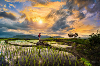 Laminated Rice Paddy Sunset Chiangmai Thailand Landscape Photo Poster Dry Erase Wall Art 24x36 Laminated Rice Paddy Sunset Chiangmai Thailand Landscape Photo Poster Dry Erase Wall Art 24x36