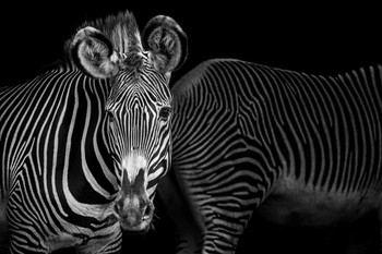 Two Zebra Artistic Stripes Animal Photo Zebra Pictures Wall Decor Zebra Black and White Animal Print Living Room Decor Zebra Print Decor Animal Pictures for Wall Cool Huge Large Giant Poster Art 36x54
