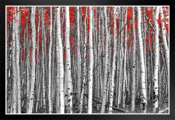 Red Forest Black and White Landscape Black Wood Framed Poster 14x20