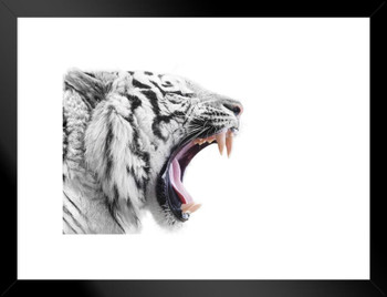 White Bengal Tiger Growling Face Tiger Tiger Pictures Wall Decor Tiger Stripe Print Jungle Animal Art Print Tiger Whiskers Decor Pictures of Tigers Matted Framed Wall Decor Art Print 20x26