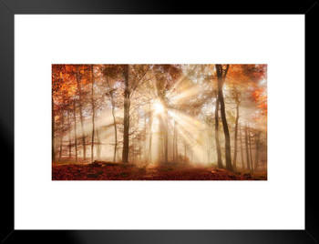 Rays Of Sunlight Trees In Misty Autumn Forest Photo Matted Framed Wall Decor Art Print 20x26