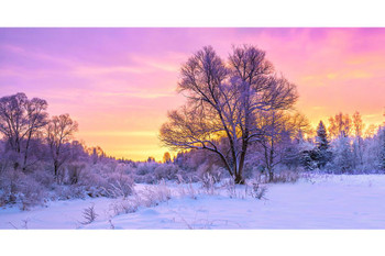 Winter Landscape Forest Trees Covered Snow Sunrise Photo Thick Paper Sign Print Picture 8x12