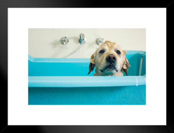 Golden Retriever Dog in Bath Puppy Posters For Wall Funny Dog Wall Art Dog Wall Decor Puppy Posters For Kids Bedroom Animal Wall Poster Cute Animal Posters Matted Framed Wall Decor Art Print 20x26