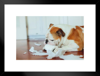 Dog Chewing Up Toilet Paper at Home Puppy Posters For Wall Funny Dog Wall Art Dog Wall Decor Puppy Posters For Kids Bedroom Animal Wall Poster Cute Animal Matted Framed Wall Decor Art Print 20x26