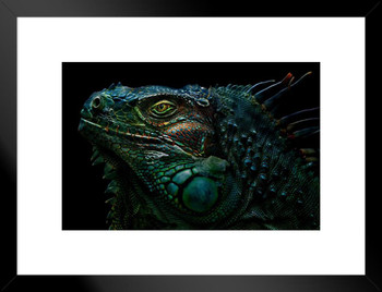 Iguana Reptile Face Portrait Artistic Iguana Poster Reptile Print Lizard Poster Reptile Scales Biology Wildlife Nature Large Lizard Picture of Iguana Matted Framed Wall Decor Art Print 20x26