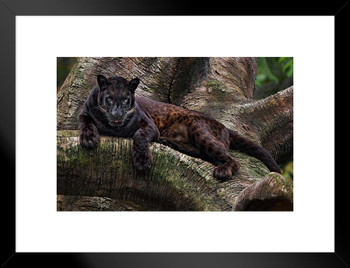 Javan Leopard Tutul Panthera Pardus Melas Java Island Leopard Pictures Wall Decor Jungle Animal Pictures for Wall Posters of Wild Animals Jungle Leopard Print Matted Framed Wall Decor Art Print 20x26