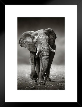 Elephant Front Black And White Elephants Decor African Elephant Wall Art Elephant Posters For Wall Elephant Elephants Wall Decor Photo Elephant Tusks Matted Framed Wall Decor Art Print 20x26