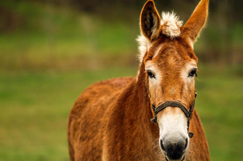 Donkey Standing in a Pasture Headshot Photo Photograph Cool Wall Art Print Poster 36x24