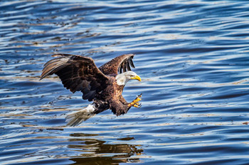 Concentration Bald Eagle Catching Prey Photo Photograph American Bird Pictures Wall Decor Feather Prints Wall Art Nature Wildlife Animal Bird of Prey Bird Prints Cool Wall Art Print Poster 36x24