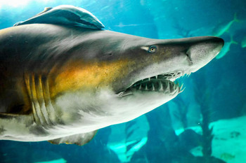 Sand Tiger Shark Up Close Photo Photograph Shark Posters For Walls Shark Pictures Cool Sharks Of The World Poster Shark Ocean Poster Wildlife Art Print Cool Wall Decor Art Print Poster 36x24