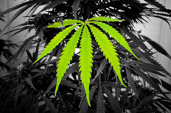 Marijuana Leaf and Plant Photo Photograph Cool Wall Art Print Poster 36x24