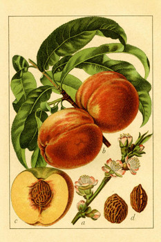 Laminated Peach | Antique Flower Illustrations Poster Dry Erase Sign 12x18
