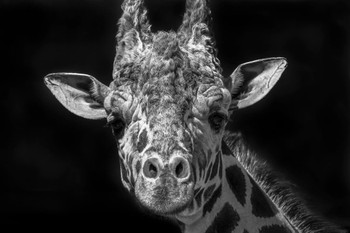 Laminated Giraffe Portrait in Black White Giraffe Poster Giraffe Wall Art Giraffe Pictures for Wall Giraffe Decor Giraffe Standing Safari Wall Pictures Cute Poster Dry Erase Sign 12x18