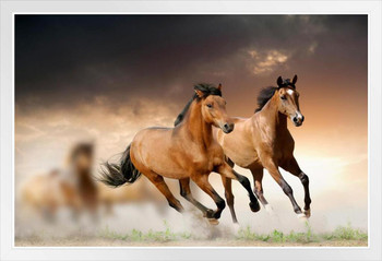 Wild Young Horses Running Free Photo Wild Horses Decor Galloping Horses Wall Art Horse Poster Print Poster Horse Pictures Wall Decor Running Horse Breed Poster White Wood Framed Poster 14x20