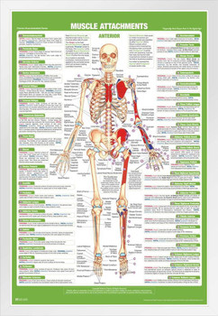 Muscle Attachment Anatomy Chart Human Body Anterior Skeleton Nursing Student Essentials Muscular Joint Medical Classroom Science Class Biology Educational White Wood Framed Poster 14x20