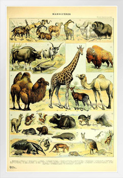 Animals Camel Giraffe Kangaroo Cottagecore Room Decor Chart Bookplate Retro Botanical Nature Vintage Aesthetic Indie Decor Science Education Dorm Bedroom White Wood Framed Poster 14x20