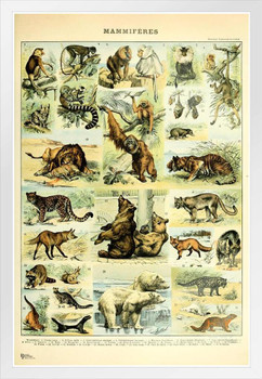 Mammals Ape Bear Tiger Cottagecore Room Decor Chart Bookplate Retro Botanical Nature Animal Vintage Aesthetic Indie Decor Science Education Dorm Bedroom White Wood Framed Poster 14x20