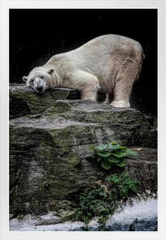 The Contented Bear by Chris Lord Photo White Polar Big Bear Poster Large Bear Picture of a Bear Posters for Wall Bear Print Wall Art Bear Pictures Wall Decor White Wood Framed Poster 14x20