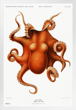 Octopus Vintage Illustration 1898 Cephalopod Red Orange Drawing Aesthetic Ocean Nature Room Decor Science Education Bedroom White Wood Framed Poster 14x20