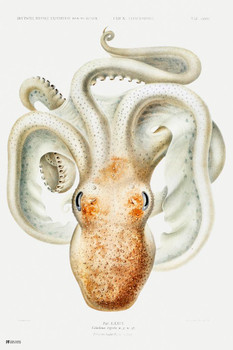 Laminated Octopus Scientific Anatomy Illustration Animal Poster Ocean Sea Marine Life Cottagecore Decor Poster Dry Erase Sign 16x24