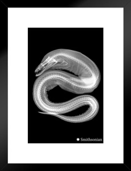 Smithsonian Viper Moray Eel Xray Wall Art Poster Aesthetic Room Decor Home Living Room Classroom Decorations Beach Signs Coastal Nautical Ocean Black and White Matted Framed Wall Decor Art Print 20x26