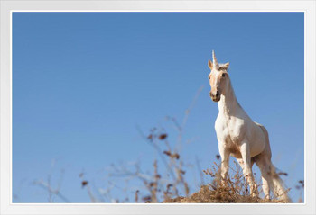 Unicorn Standing on Hilltop Photo Photograph White Wood Framed Poster 20x14