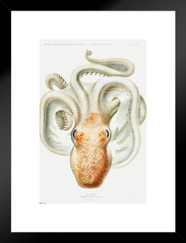 Octopus Scientific Anatomy Illustration Animal Poster Ocean Sea Marine Life Cottagecore Decor Matted Framed Wall Decor Art Print 20x26