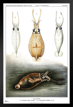 Squid Vintage Illustration Decor Carl Chun Glass Squids Illustration 1898 Black Wood Framed Poster 14x20