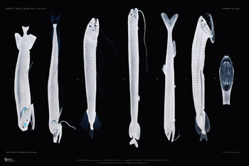 Scary Fish XRay Skeleton Cool Wall Decor Art Print Poster 24x36